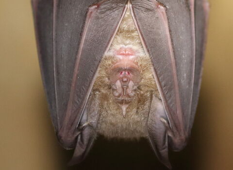 Greater horseshoe bat | The Wildlife Trusts